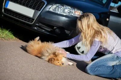 Arabayla köpeğe çarpan kadın. hayvan çarpma ve kemirgen zararlarını kasko ve trafik sigortası karşılar mı?